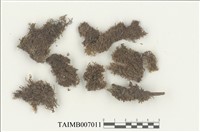 藏品(扁萼蘚屬)的圖片